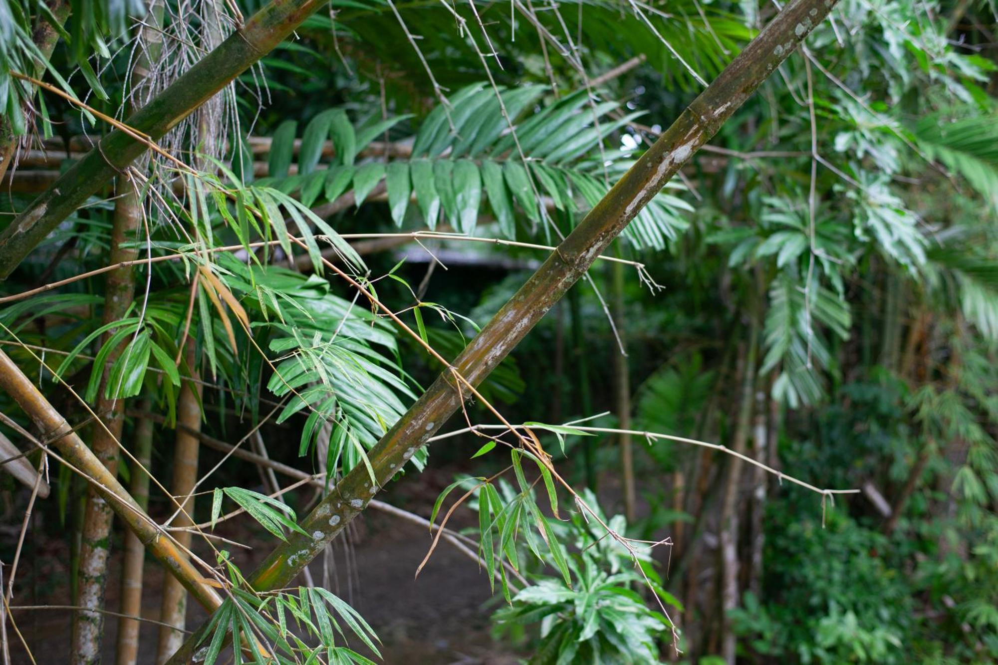 Frenchman'S Cove Resort Port Antonio Extérieur photo